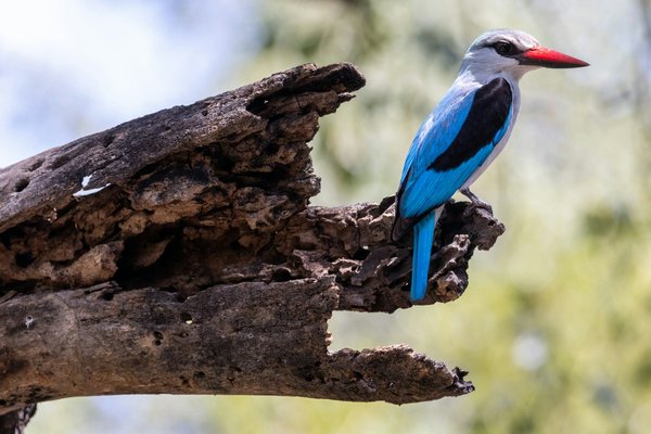 Où observer les oiseaux migrateurs dans les marais de Camargue, France : meilleures périodes et spots ?